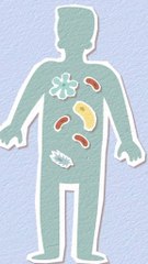 les probiotiques. des micro-organismes nécessaires au bon fonctionnement du corps.