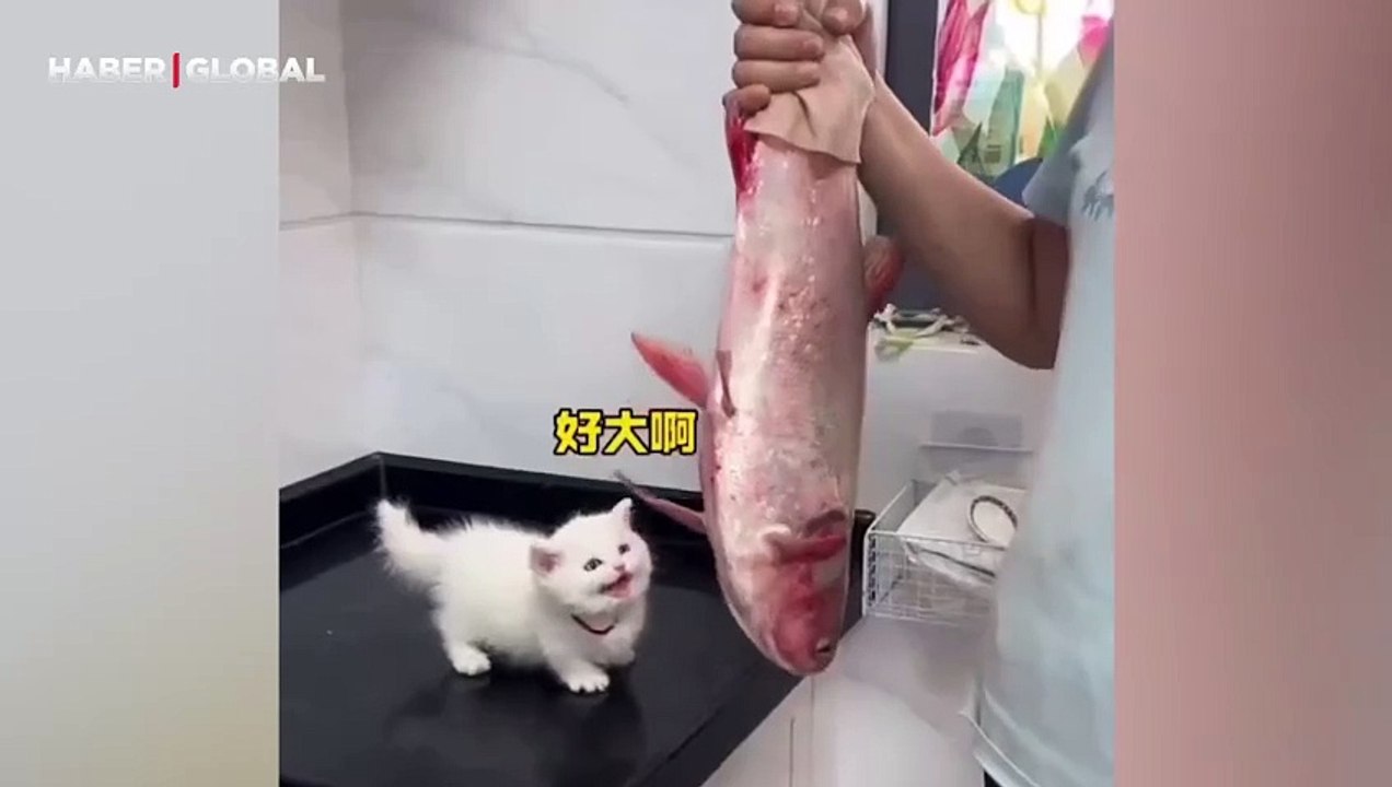Kendinden büyük balığı yemek isteyen yavru kedinin görüntüleri kahkahaya boğdu