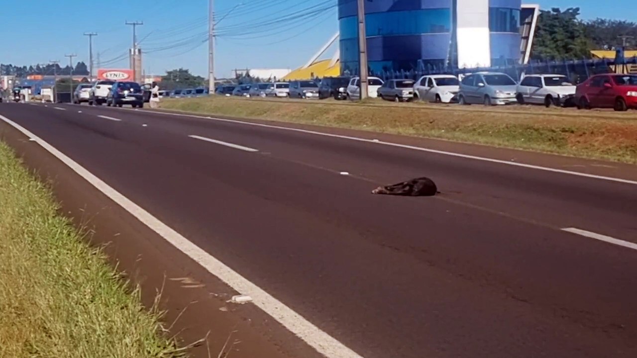 Cachorro morre atropelado em acidente entre dois veículos na BR-277, em Cascavel