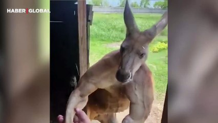 Dişisini etkilemek için kaslarını sergileyen kangurunun görüntüleri sosyal medyada gündem oldu
