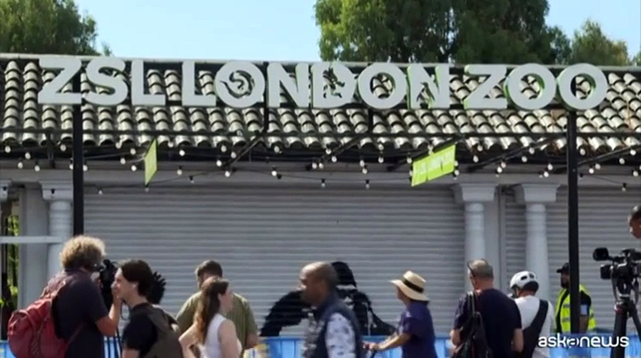 Un gorilla libera gli animali al London Zoo, nuova opera di Banksy