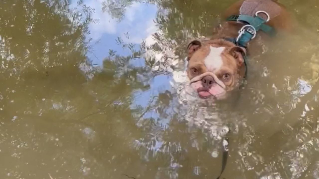 Playful bulldog turns into a crocodile during a fun river walk
