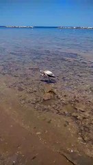 Un bellissimo fenicottero d? spettacolo nella spiaggia semideserta di levante