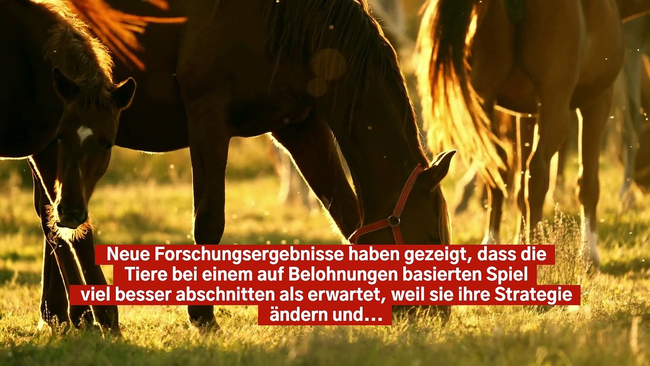Pferde sind schlauer als zuvor vermutet