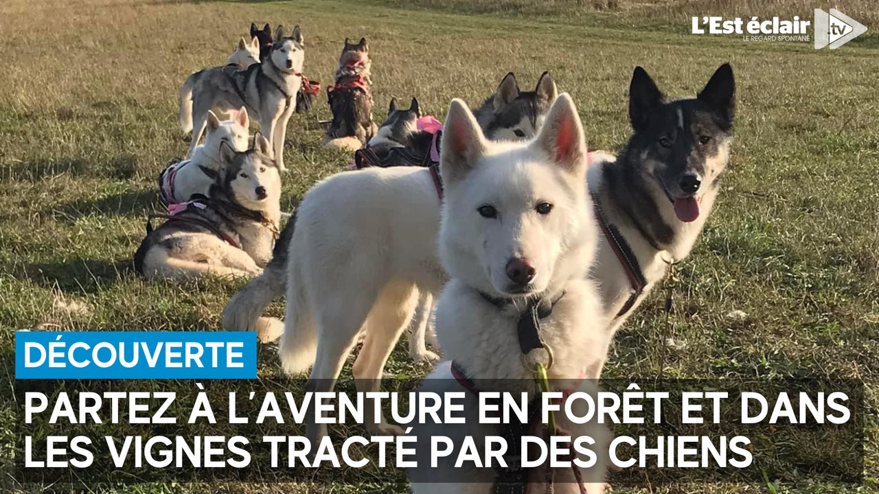 Se promener en forêt et dans les vignes tracté par des chiens ou en cani-balade c'est possible !