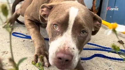 Cette chienne de refuge a une particularité : ils décident de mettre un adorable mot sur son box (vidéo)