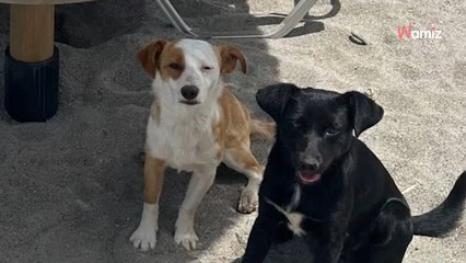 Deux inconnus la suivent partout en vacances : le séjour se termine de la façon la plus inattendue (vidéo)