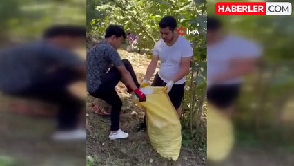 Japonya'dan ticaretini yaptığı fındığı tanımak için Giresun'a gelip fındık topladı