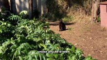 Rabbit Discovered Broccoli