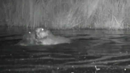 First baby beavers born in urban London for 400 years