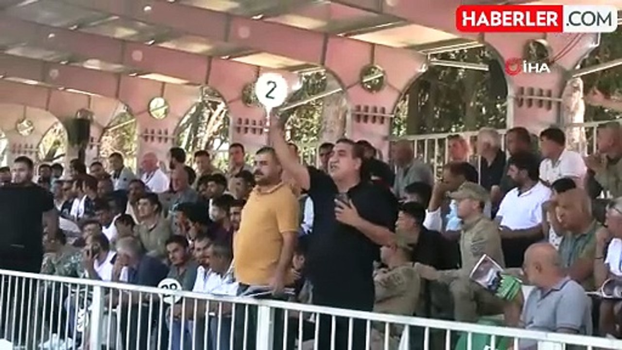 TİGEM tay satışından 20 milyon 845 bin liralık gelir elde etti