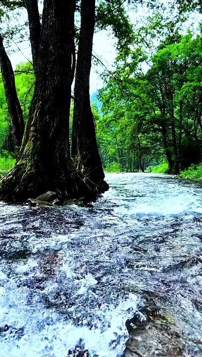 Beautiful scene green green grass #beautiful #naturalnatiralbeauty933#beauty#night#height#newvideo#viralvideo#trendvideo#trendingvideo#hotvideo#