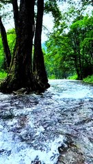 Beautiful scene green green grass #beautiful #naturalnatiralbeauty933#beauty#night#height#newvideo#viralvideo#trendvideo#trendingvideo#hotvideo#