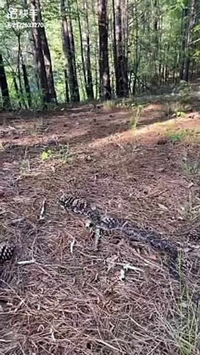 #snake #freefire #trending #funny #youtubeshorts #shorts #dog #dogs #bainchot