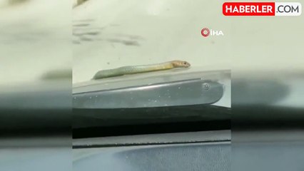 Seyir halindeki otomobilin kaputundan yılan çıktı