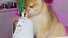 My cat Nika broke a vase! #catAmazing performence #america #God #goddess #americagottalent #dancers #comedy #kolkata #delhi #australia #childhood #americana#tiktokviral #fouryoupage #fypシ゚viral #love #du #funn