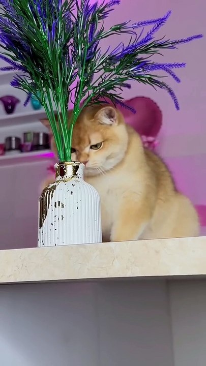 My cat Nika broke a vase! #catAmazing performence #america #God #goddess #americagottalent #dancers #comedy #kolkata #delhi #australia #childhood #americana#tiktokviral #fouryoupage #fypシ゚viral #love #du #funn