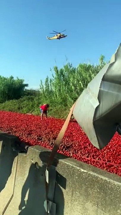 Orbetello, mezzo pesante si ribalta sull'Aurelia: Statale invasa dai pomodori