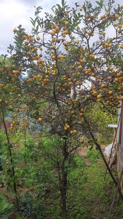 Pure organic lemon and oranges