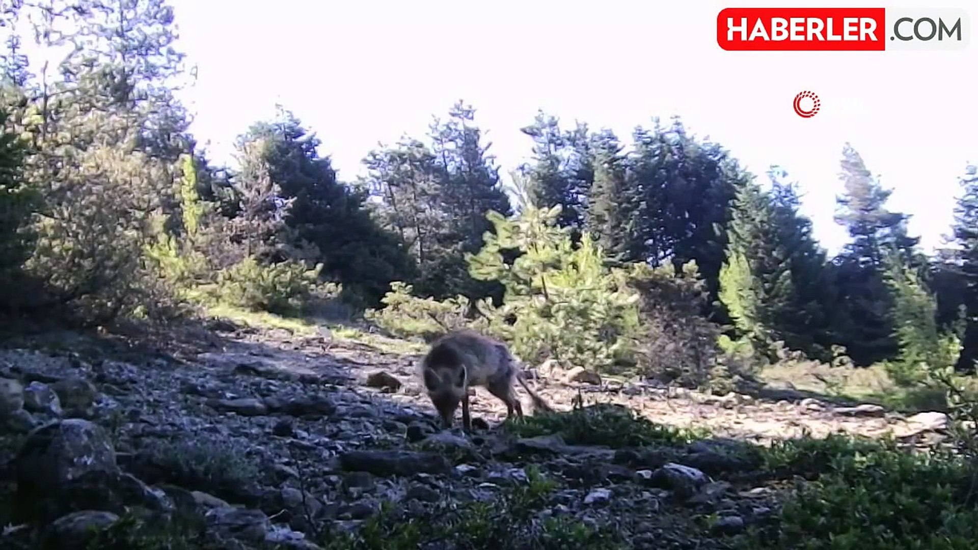 Karabük'te yaban hayvanlar fotokapana yakalandı