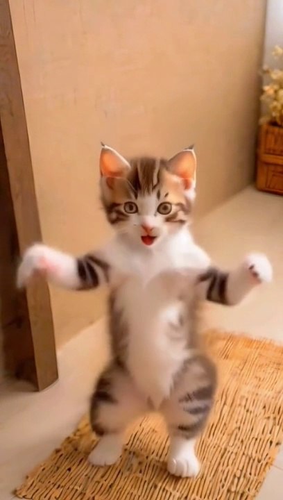 Pet dance