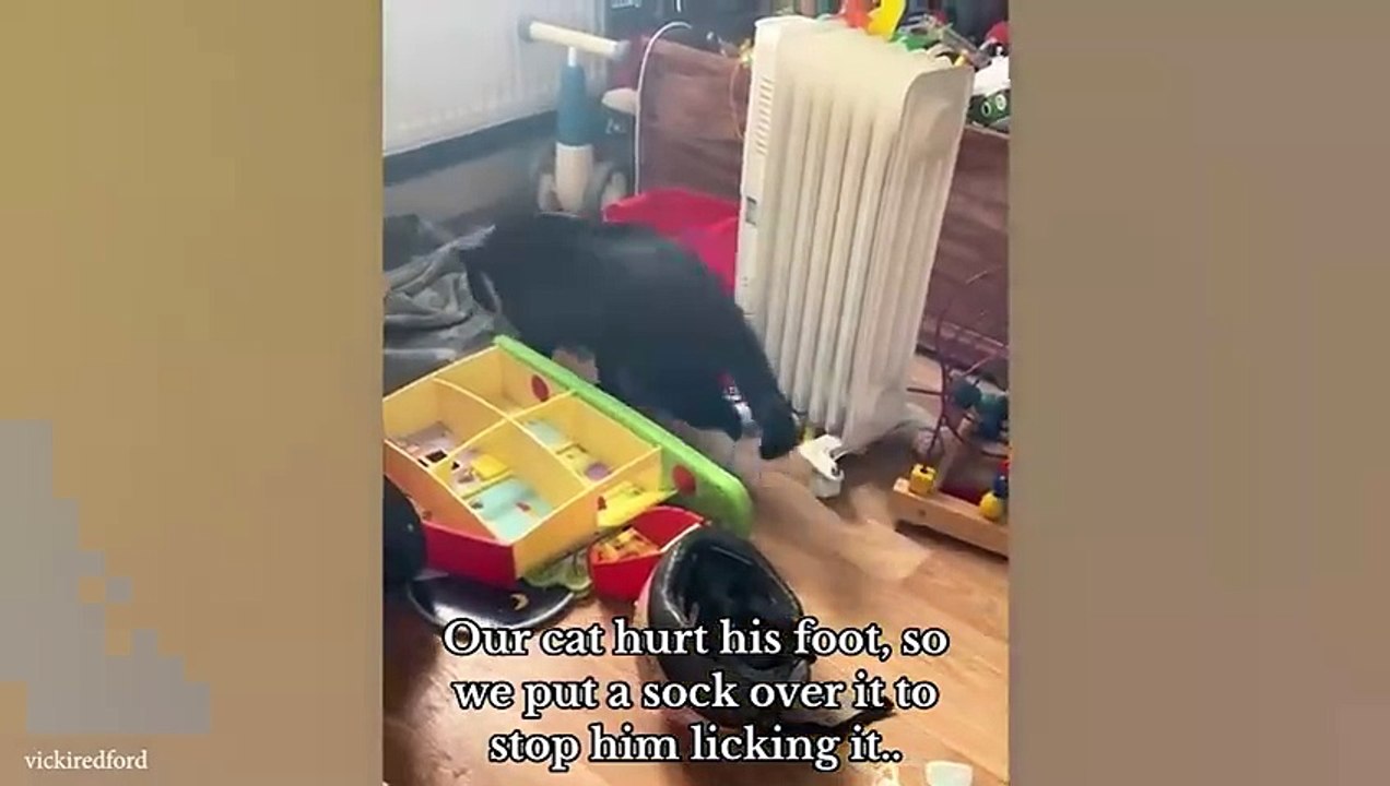 The Best Funny Cats Of Today's Internet - New Funny Cats Videos 2024 Don't miss out on the funniest cat videos of the week! These purr-fect clips are guaranteed to brighten your day. Enjoy hours of laughter with the cutest and funniest felines on the inte