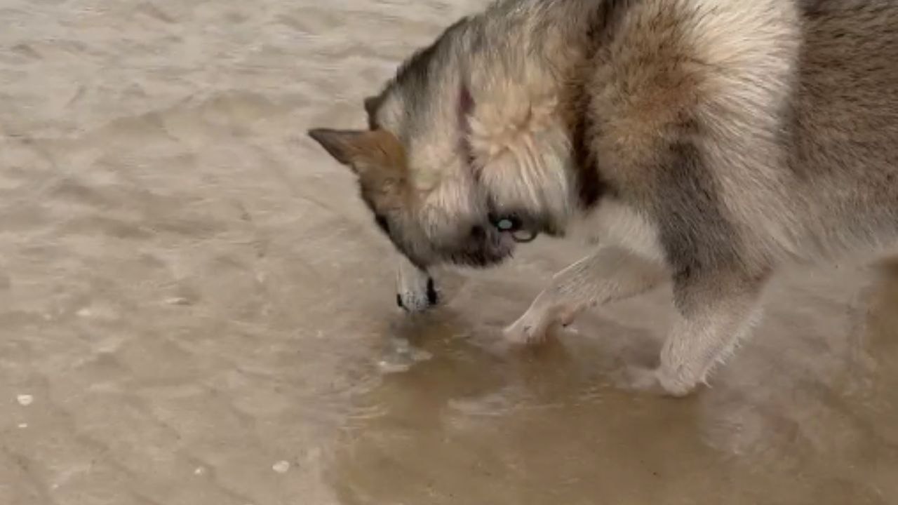 Beach walk fiasco: Alaskan Malamute freaks out...