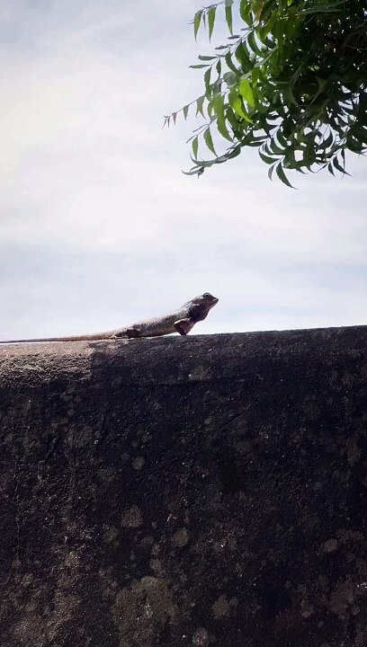 Chintapak damdam  #trending #trendingreels #reels #explore #chintapakdamdam #instapost #new