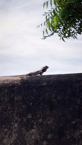 Chintapak damdam  #trending #trendingreels #reels #explore #chintapakdamdam #instapost #new