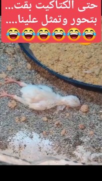 حتى الكتاكيت بقت بتحور وتمثل علينا #د_محمد_القفاص دكتور/ محمد القفاص