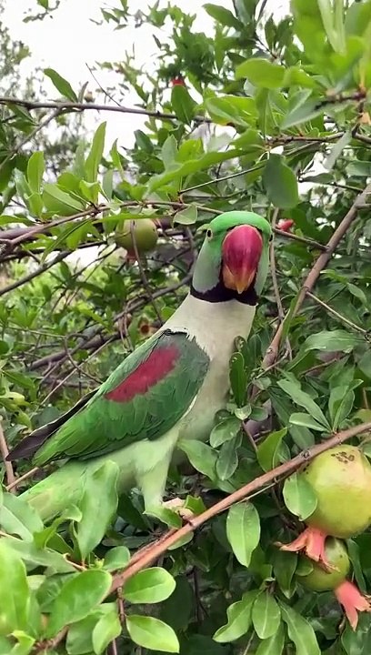 Natural beauty.   #foryouシ #viralreelschallenge #NaturalBeauty #birds #parrots #forest #Bangladesh