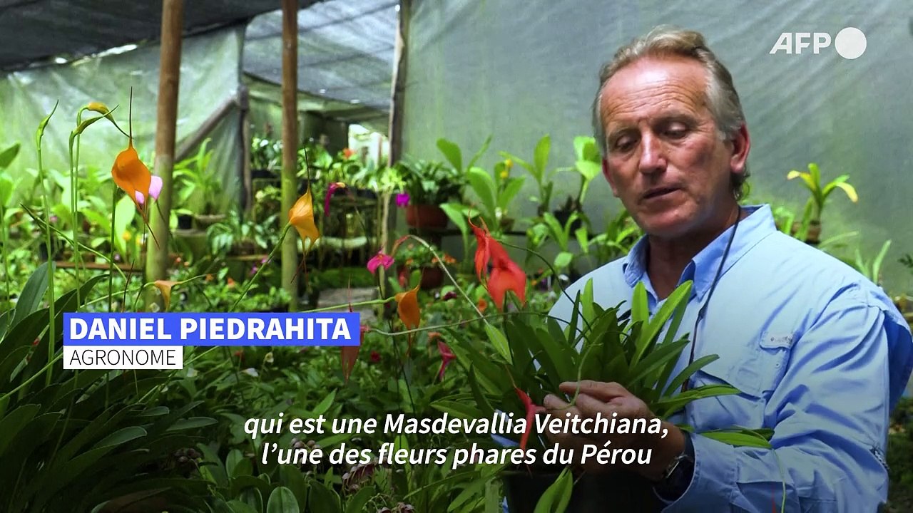 En Colombie: un sanctuaire et du clonage pour sauver les orchidées menacées