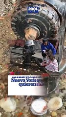 Un charco de peces se ha vuelto viral en Nueva York