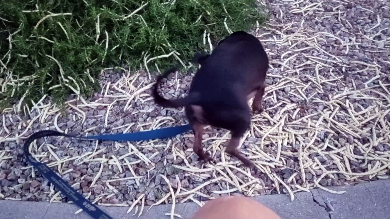 Ozzyta Paco; Ozzyta had bunches of tartar removed from teeth today & 3 teeth pulled; ready 4 walk VID_20240806_192243056