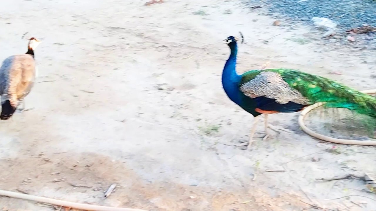 Peacocks group walking away