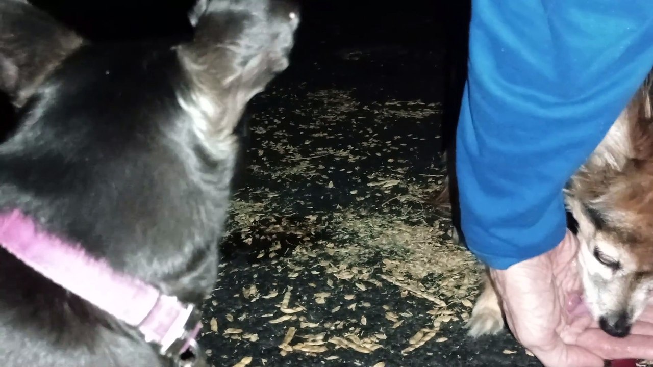 Ozzyta Villanova Paco - nobody was real hungry tonight even Paco and Paco's always ready for food VID_20240812_202642720