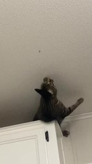 Cat Falls Off Kitchen Cabinet While Trying to Catch Bug