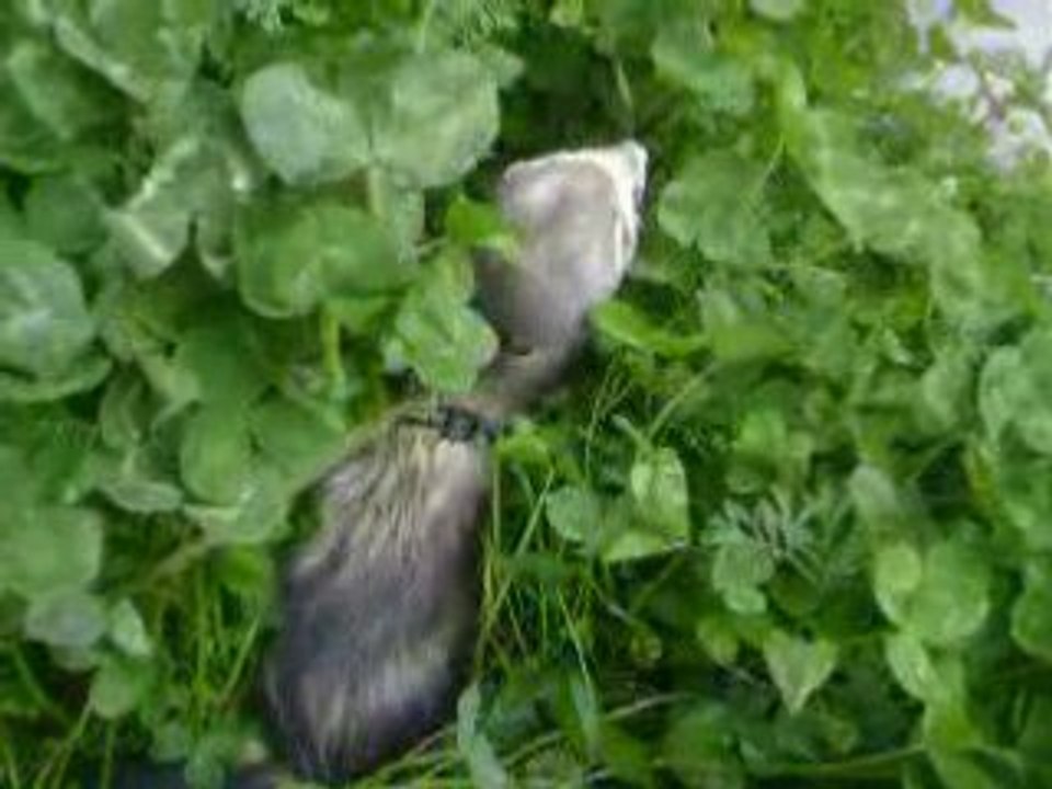 petits jeux dans l'herbe mouillée (2)