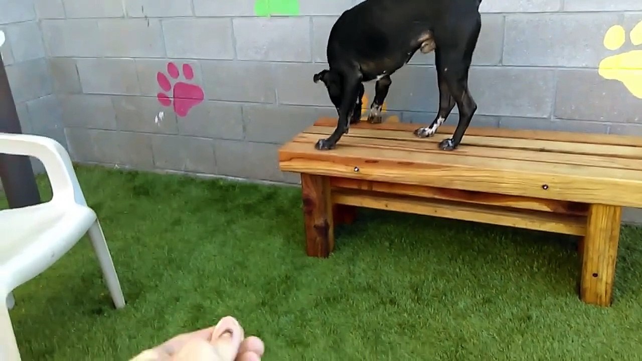 Old film❤️Some adopted doggies that spent time being cared 4 @ PACC shelter❤️Max-BradSit-Scooby-Andy