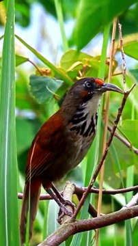 BIRD SOUNDS COLLECTION 8K ULTRA HD #nature #animals #wildlife #8kultrahd #birds