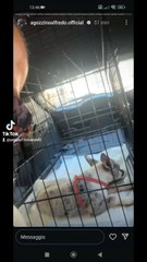 altro cucciolo di cane recuperato maltrattato