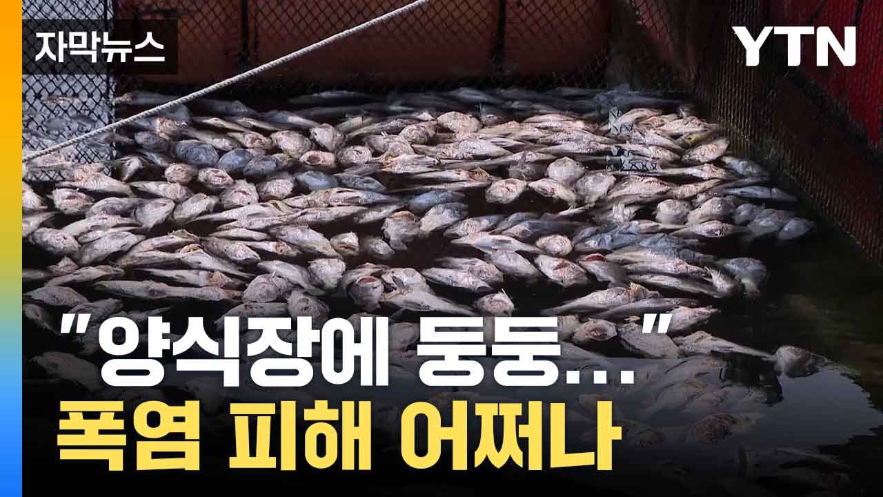[자막뉴스] "우럭 55만 마리 · 가금류 70만 마리..." 폭염 폐사 피해 '눈덩...