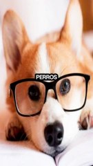 Los Perros más Inteligentes del Mundo