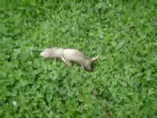 petits jeux dans l'herbe mouillée (3)