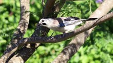The Jay: Close Up HD Footage (Garrulus glandarius)