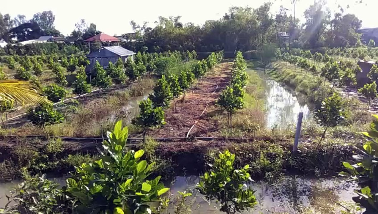 jackfruit garden design - conception de jardin de jacquier - تصميم حديقة الجاك فروت