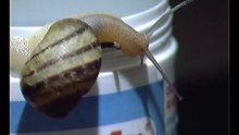 Chiocciola  -  Snail