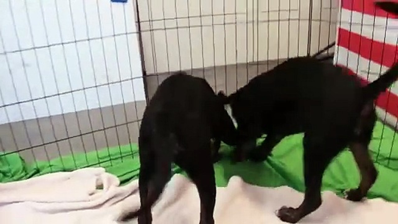 'Pet Olympics' takes place in California