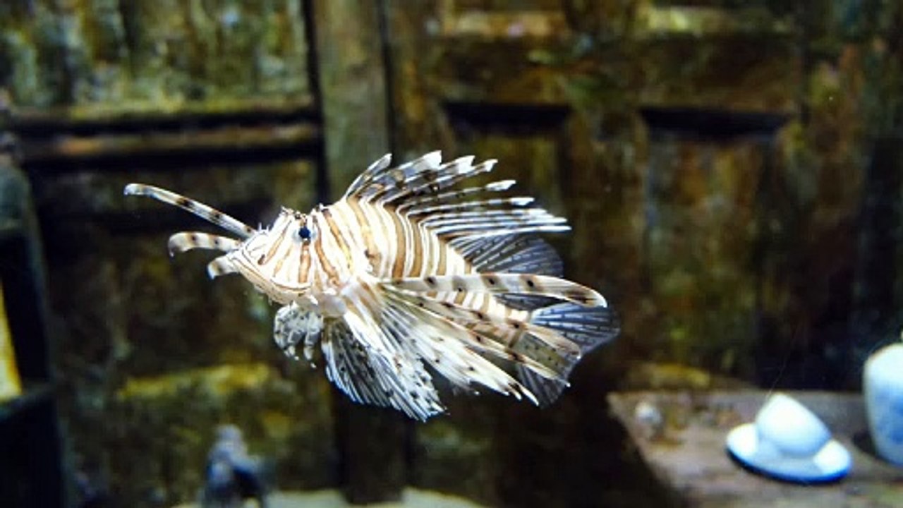 Aquatic Life | Beautiful Fishes | Sea Colors | Sea Life Explorer