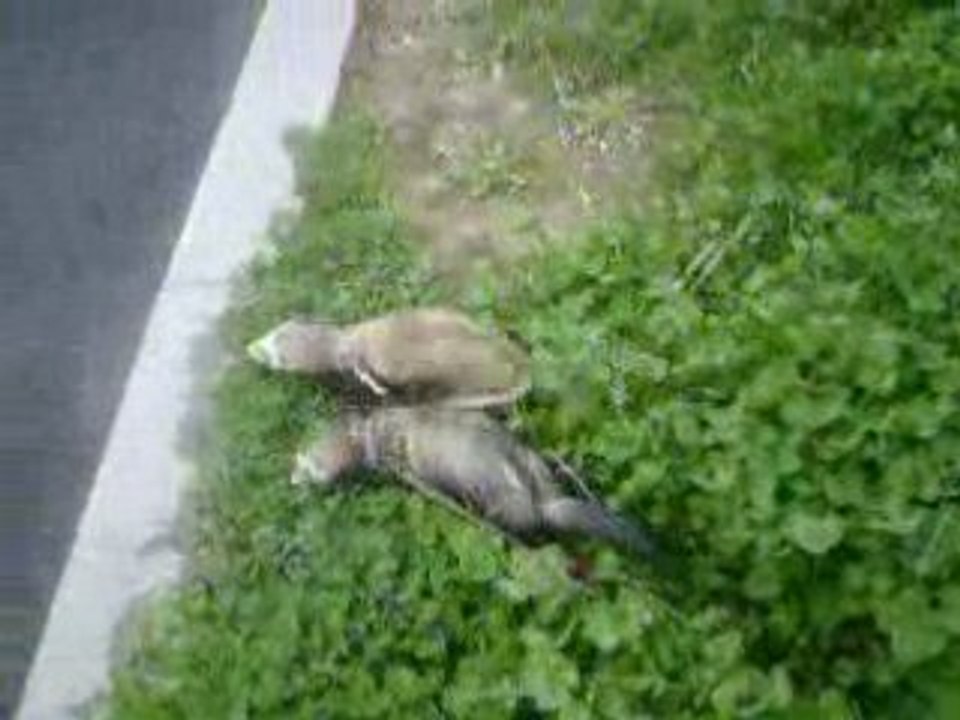 petits jeux dans l'herbe mouillée (4)